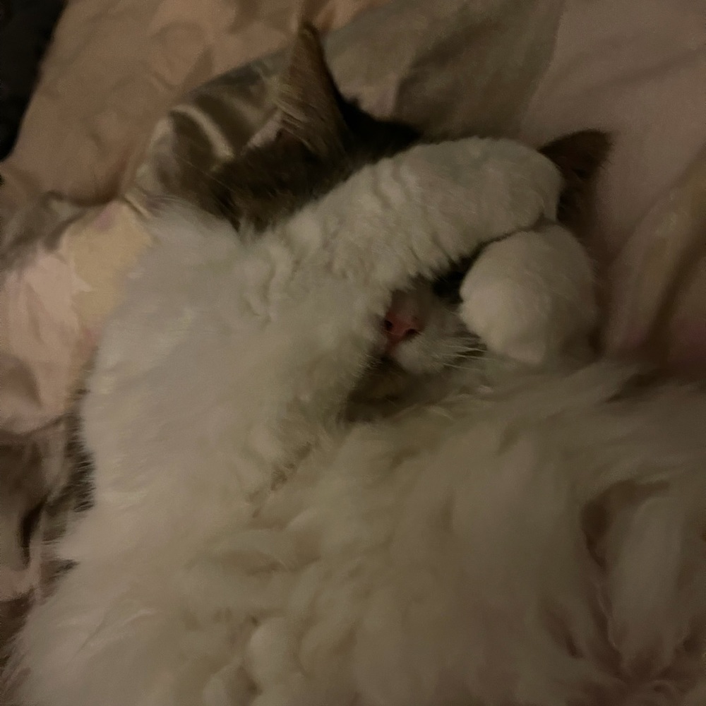 Meet your Posher, Lee ann